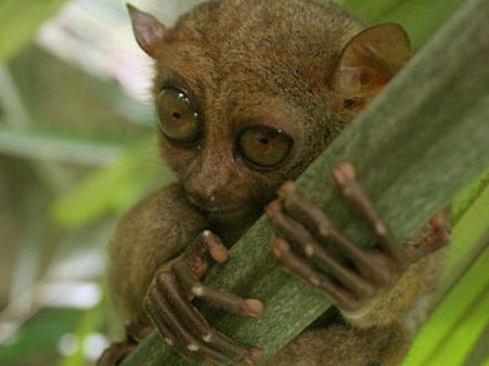 તાર્સિઅર