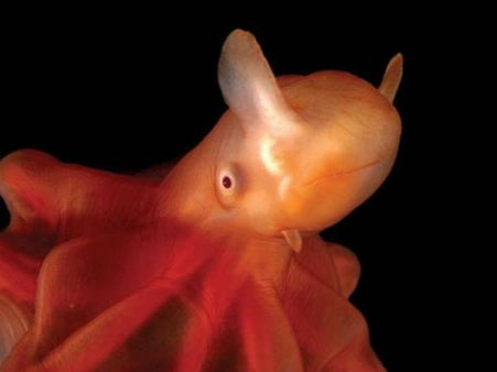 ડુમ્બો ઓક્ટોપસ