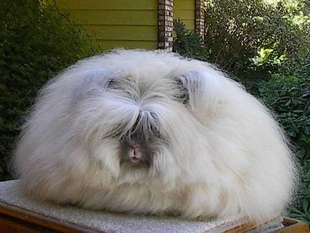 એંગોરા રેબિટ