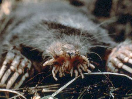 સ્ટાર નોઝ્ડ મોલ