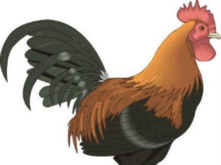 માથું કપાઇ ગયું હોવાછતાં દોડમ-દોડમ કરી રહ્યો છે મુરઘો!