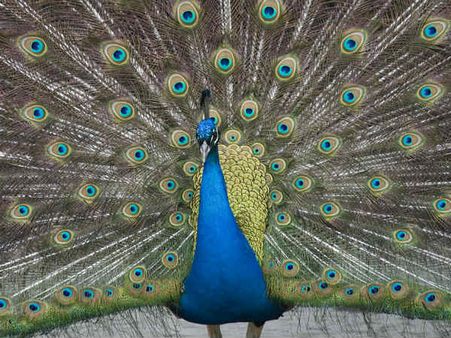 મોરનીનું ધ્યાન આકર્ષિત કરવું મુશ્કેલ