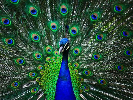 મોરપીંછનો ફેલાવો માપે છે