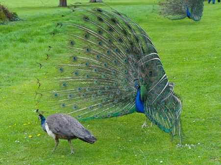 મોરની મોર પર નહીં મોરપીંછ પર હોય છે ફિદા?