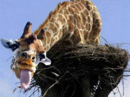 જુઓ ફોટોશોપની કમાલ.