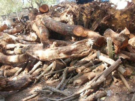 વૃક્ષોનું નિકંદન વૃક્ષોનું નિકંદન