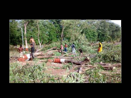 વિકાસની લાયમાં વૃક્ષોનું નિકંદન વિકાસની લાયમાં વૃક્ષોનું નિકંદન