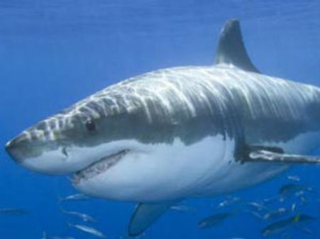 આ શું? શાર્કની અંદર માણસ અને એ પણ જીવીત!