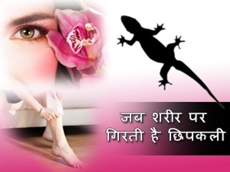 જાણો: કયા અંગ પર ગરોળી પડે તો કેવું ફળ પ્રાપ્ત થાય