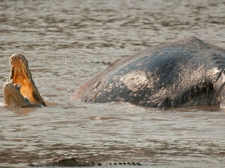 ભોજનના રૂપમાં હિપોપોટેમસ