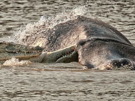પળવારમાં વિશાળ હિપો બની ગયો મગરનું ભોજન