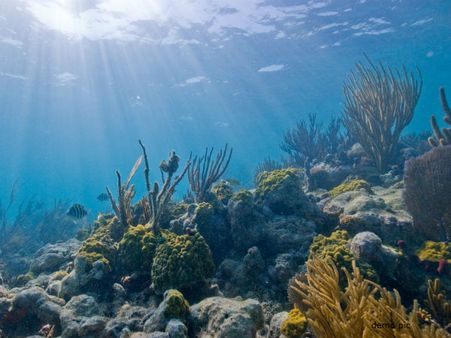 ડિયાન કિંગડમ