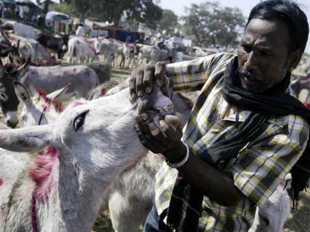 વૌઠાનો ગધેડાનો મેળો