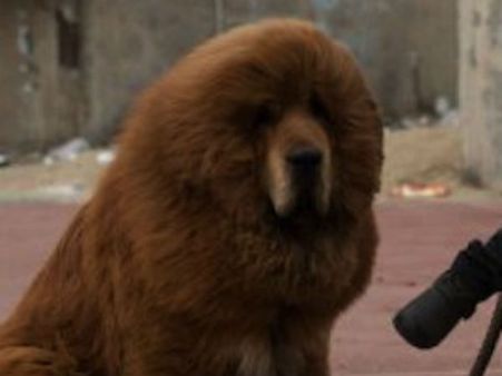 ચીનના આ પ્રાણી સંગ્રાહલયમાં 'આફ્રિકન સિંહ' અચાનક 'ભસવા' લાગ્યો