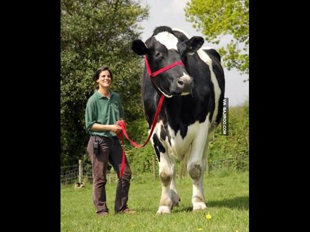 આ તસવીરો તમને આશ્ચર્ય પમાડ્યા વિના નહીં રહે