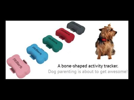 ફિટ બાર્ક