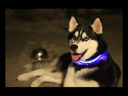 જાનવર પાળવાના શોખીન હોવ, તો જરૂર ખરીદો આ ગેજેટ!