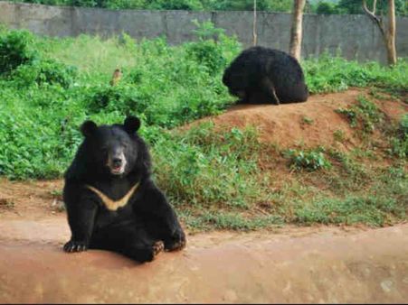 પ્રાણી ઉદ્યાનની અન્ય એક તસવીર