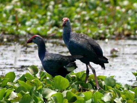 સ્વામ્પ હેન