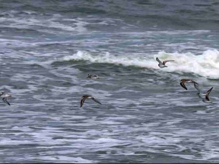 કુમારાકોમનું વેમ્બાનાડ તળાવ