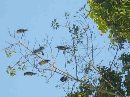 પક્ષી અભ્યારણ્ય