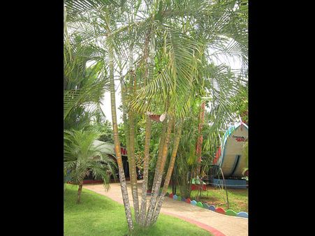 એરીકા પાલ્મ