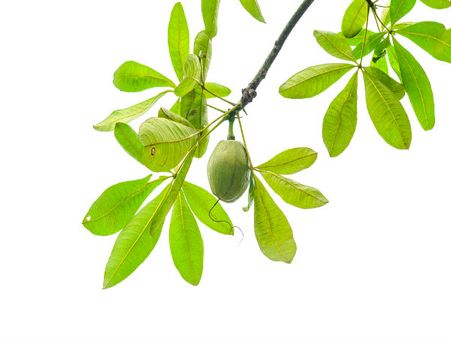 ચાઇનીઝ મની ટ્રી