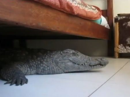 હોટેલના રૂમમાં પહોંચી ગયો મગર