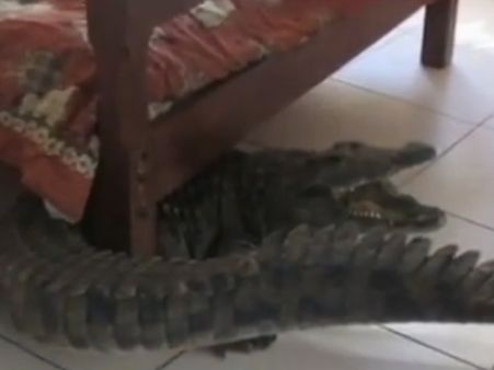 હોટેલના રૂમમાં પહોંચી ગયો મગર