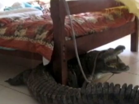 હોટેલના રૂમમાં પહોંચી ગયો મગર