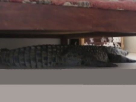 હોટેલના રૂમમાં પહોંચી ગયો મગર