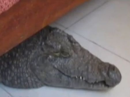 હોટેલના રૂમમાં પહોંચી ગયો મગર