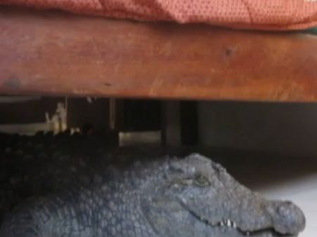 હોટેલના રૂમમાં પહોંચી ગયો મગર