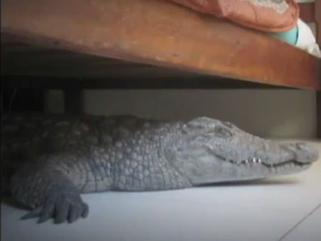 હોટેલના રૂમમાં પહોંચી ગયો મગર