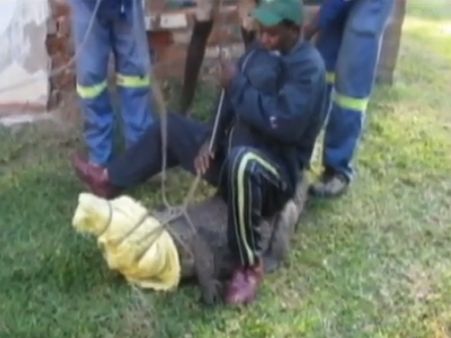 હોટેલના રૂમમાં પહોંચી ગયો મગર