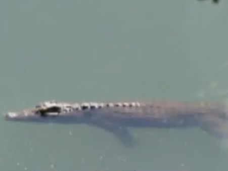 હોટેલના રૂમમાં પહોંચી ગયો મગર