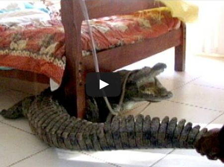 જુઓ શું થયું જ્યારે હોટેલના રૂમમાં પહોંચી ગયો મગર!