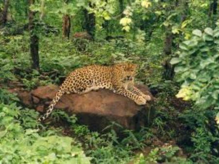 વન વિહાર