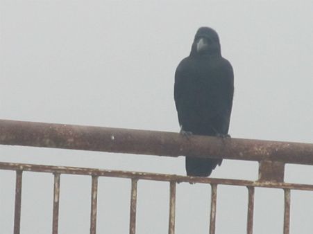 પંડિતોના મતે