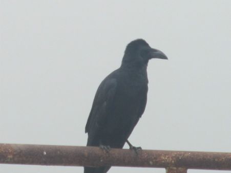 કાગડાની ગેહરાજરીથી કાગવાસ થશે નામશેષ...!!!