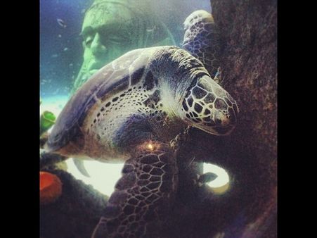 પાણીની અંદર લેવાયેલી ઇન્સ્ટ્રાગ્રામ તસવીરો