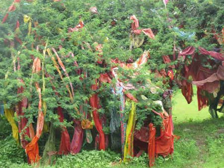 ડેરી હવે અન્ય પીડા પણ દૂર કરે છે