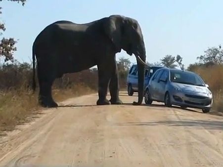 આફ્રિકાના જંગલનું દ્રશ્ય
