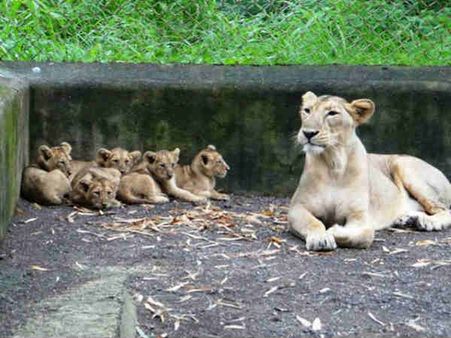 ફેસબુક બન્યું ફોઇબા : ગીરના સિંહબાળના નામકરણ માટે FB પર સર્ચ