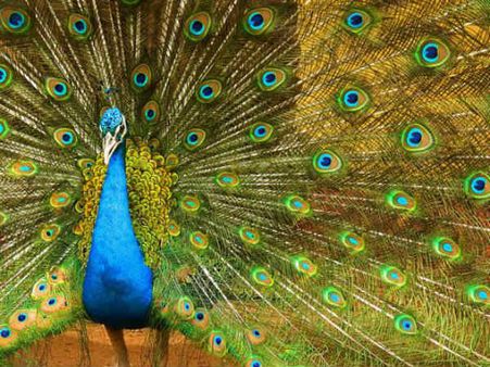  જુલોજિકલ ગાર્ડન