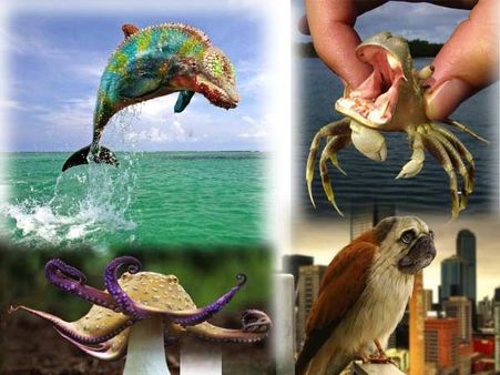 શું તમે ક્યારેય જોયા છે આવા પ્રાણીઓ?!