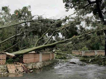 ઓરિસ્સામાં વાવાઝોડા ફાલિનથી 26 લાખ વૃક્ષો નાશ પામ્યા