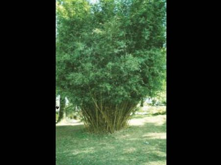 મનમોહક તસવીર