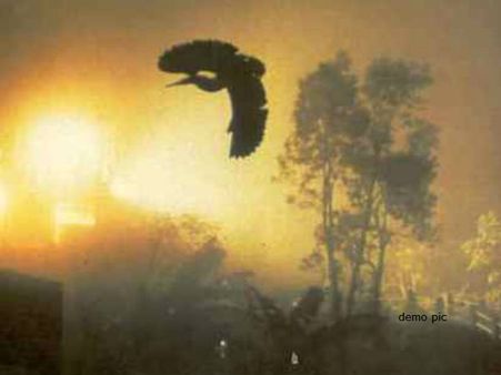 જતિંગા-આસામ( પક્ષીઓ કરે છે આત્મહત્યા)