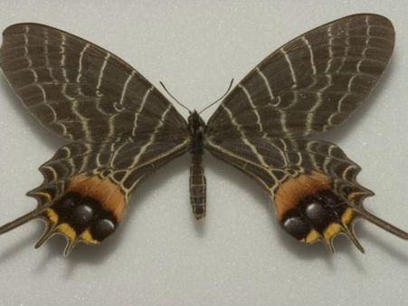 વિશાળ તિતલી
